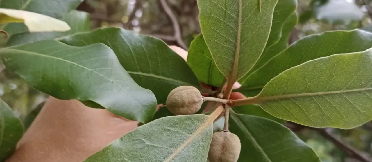 Pittosporum ellipticum