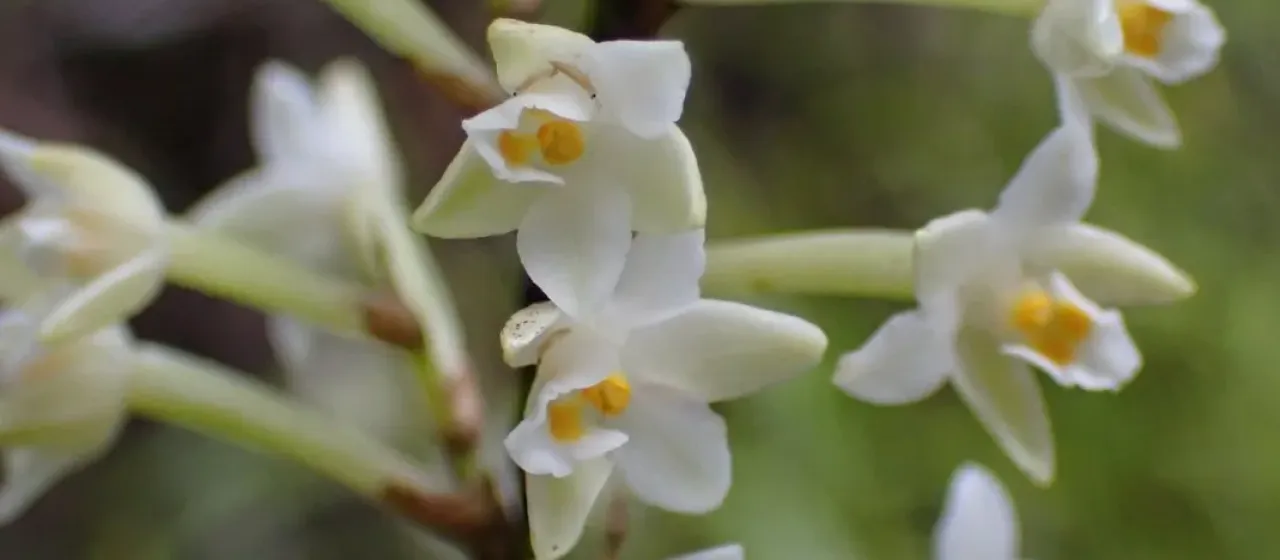 Earina autumnalis