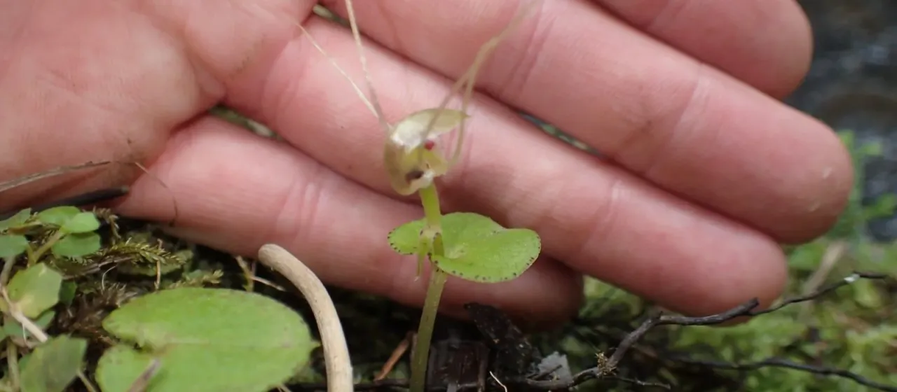 Corybas rivularis