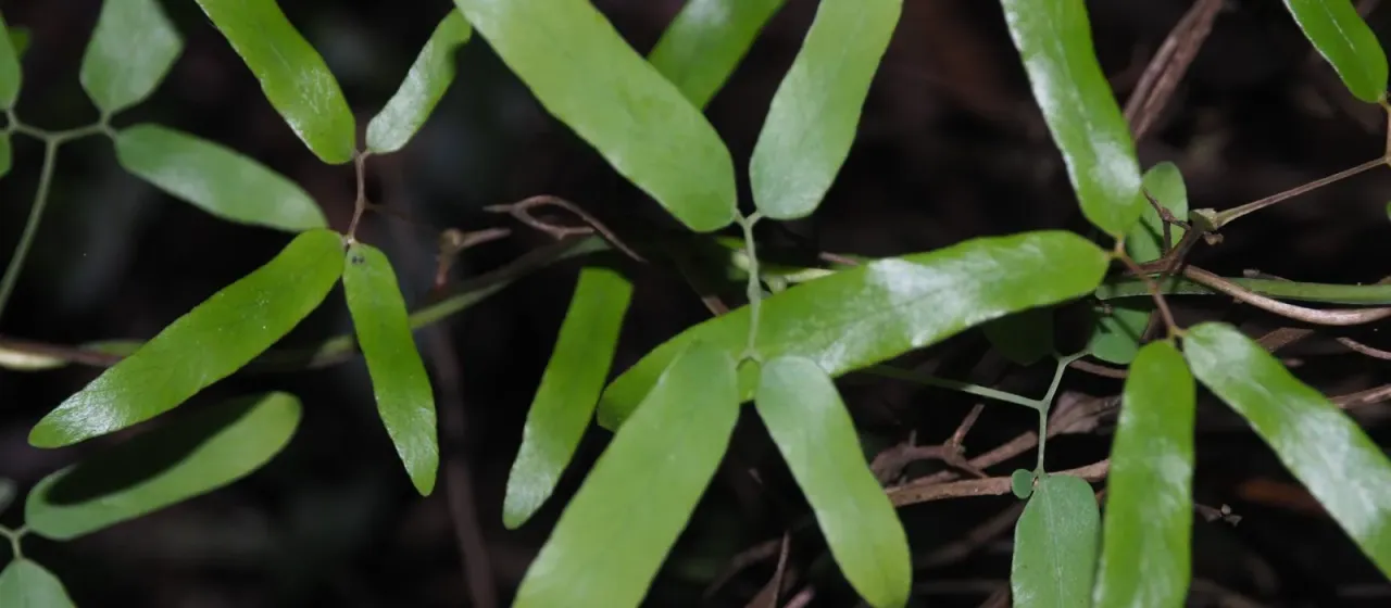 Lygodium articulatum