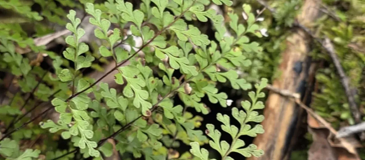 Lindsaea trichomanoides