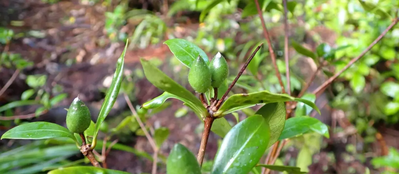 Pittosporum cornifolium