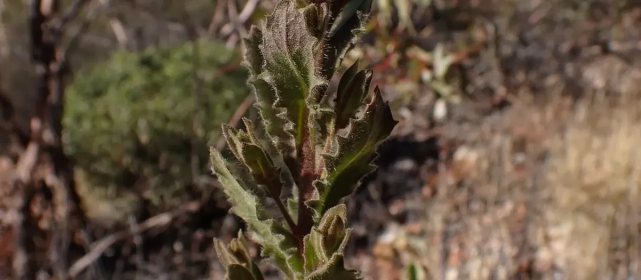 Streptoglossa decurrens