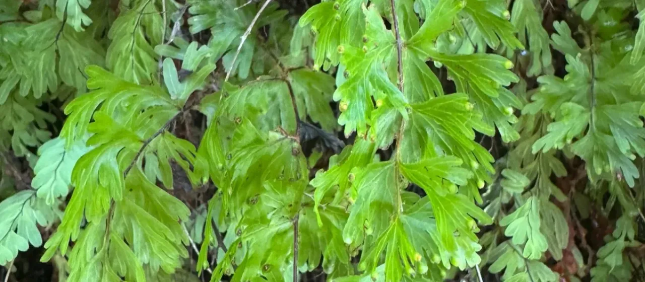 Fan filmy fern