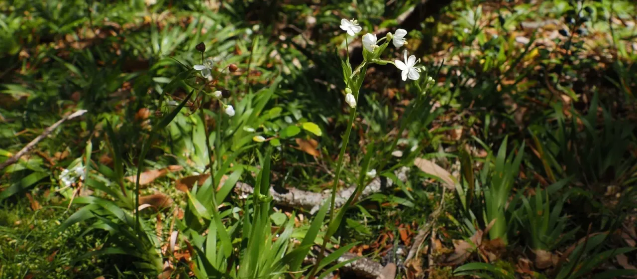 Libertia pulchella
