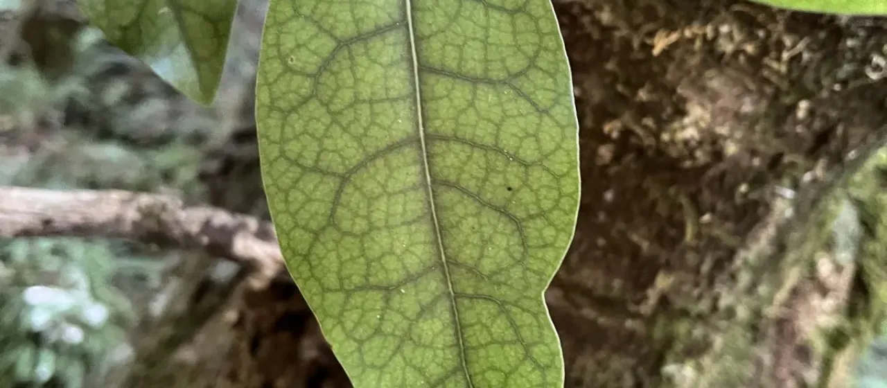 Litsea calicaris