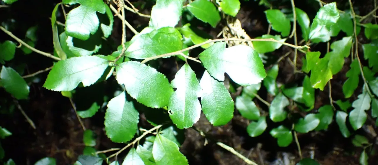 Streblus banksii