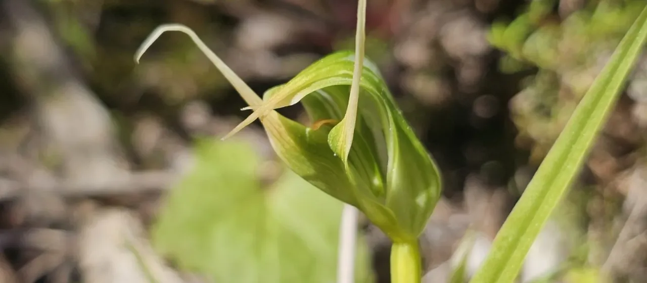 Pterostylis banksii