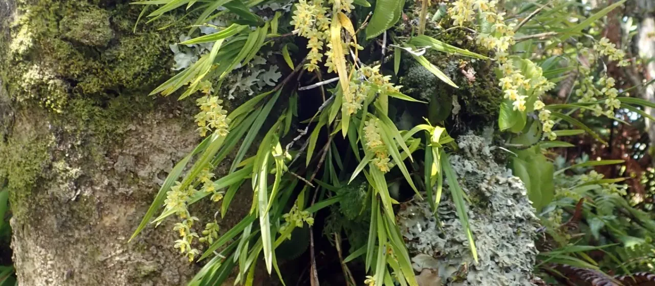 Earina mucronata