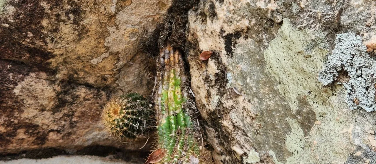 Arrojadoa bahiensis