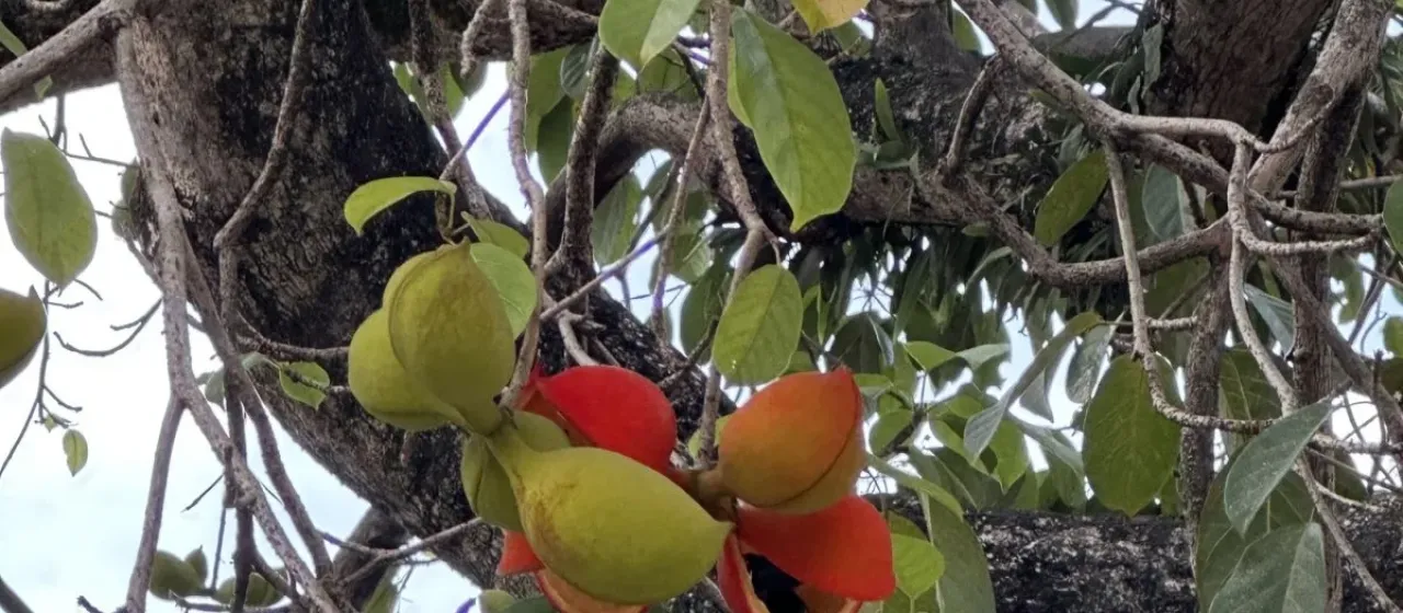 Sterculia balanghas