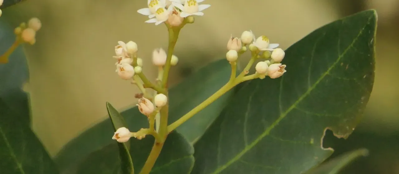 Walsura trifoliolata
