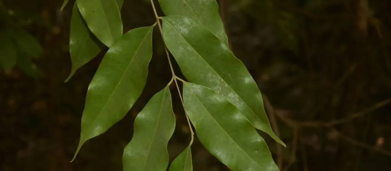 Syzygium gardneri