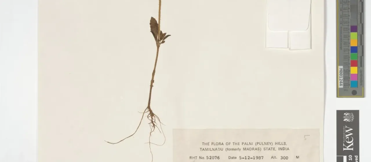 Platostoma menthoides