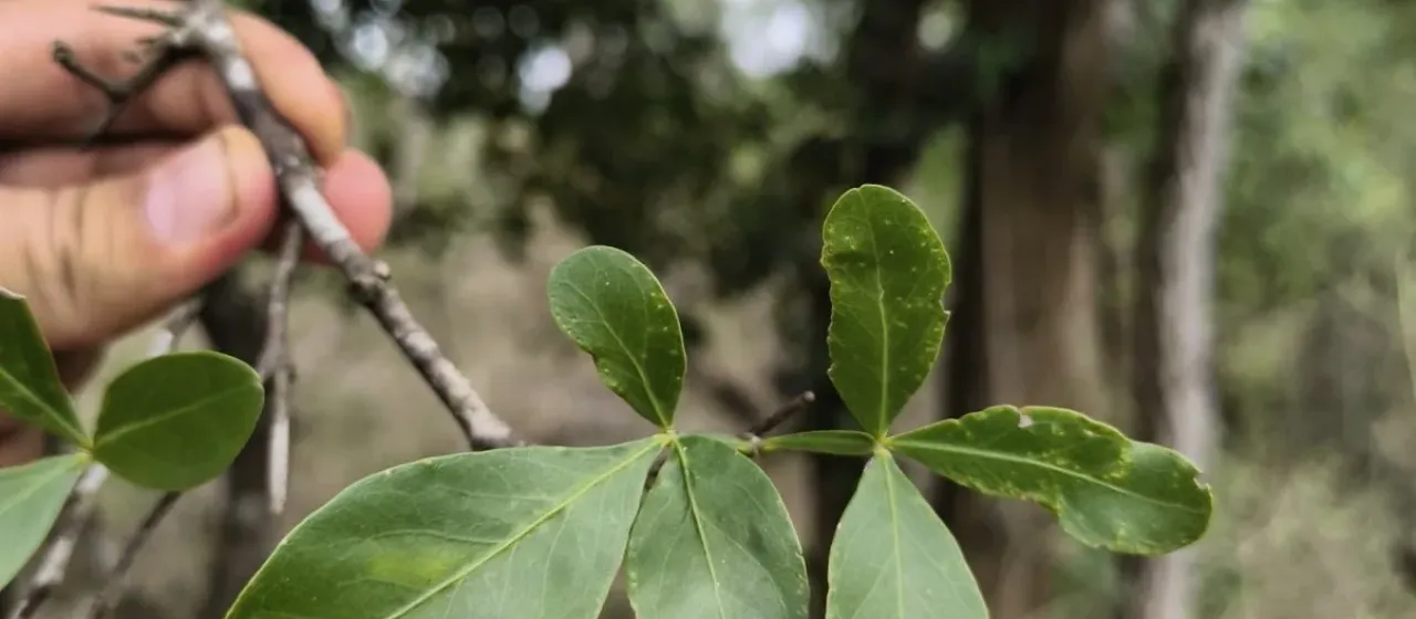 Pleiospermium alatum
