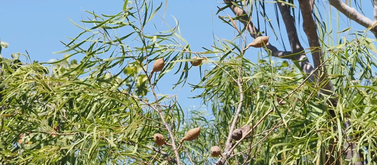 Hakea arborescens
