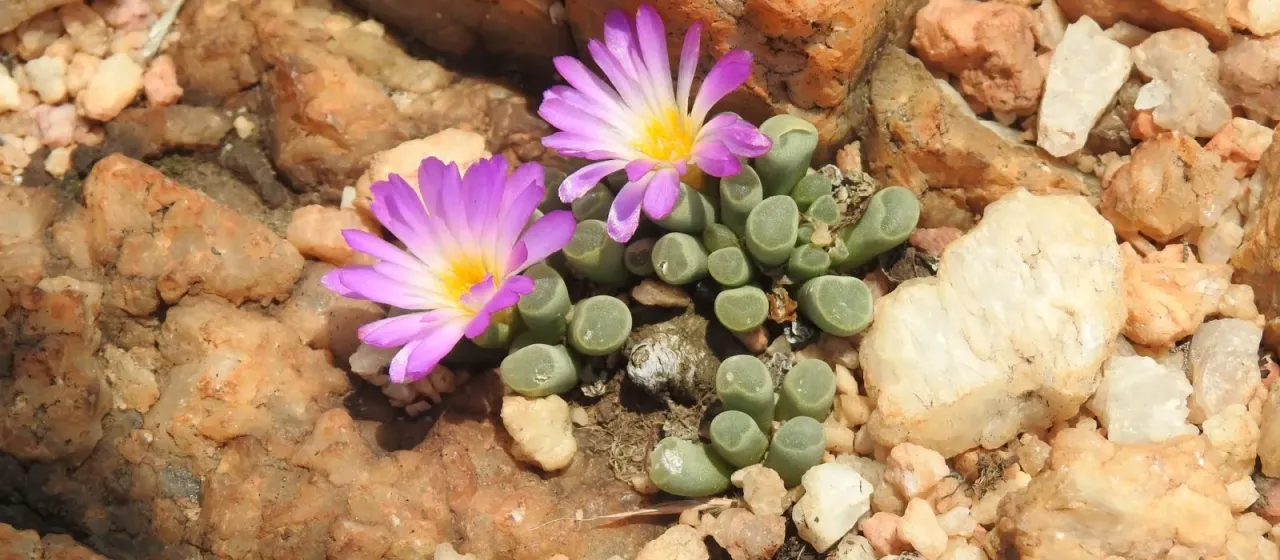 Frithia pulchra