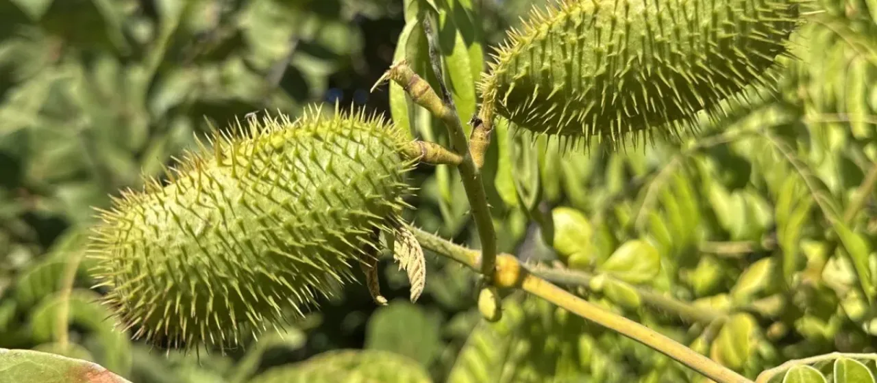 Guilandina bonduc