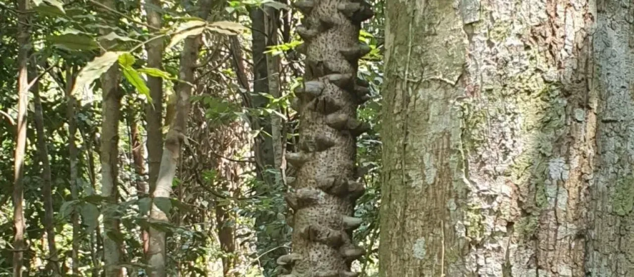 Mezoneuron sumatranum