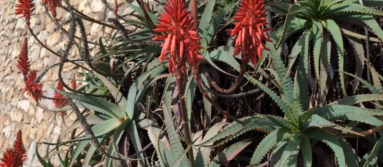 Aloe arborescens