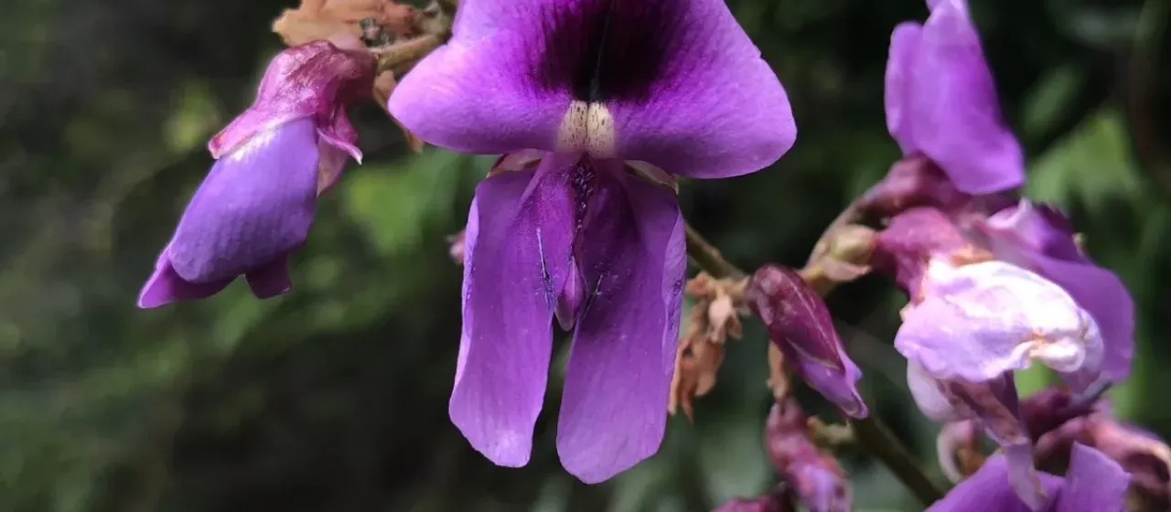 Dioclea virgata