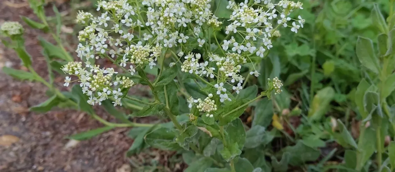 Кардария крупковая