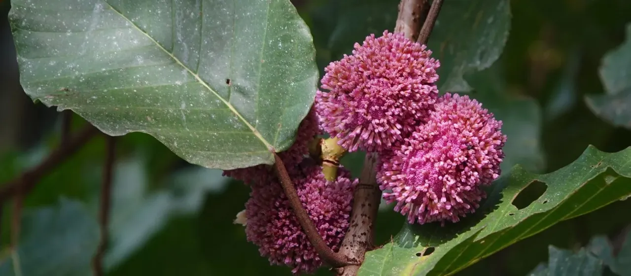 Poikilospermum suaveolens