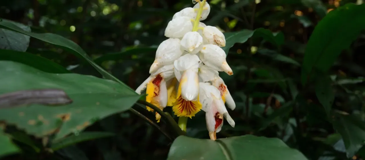 Alpinia latilabris