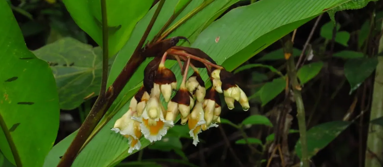 Alpinia javanica