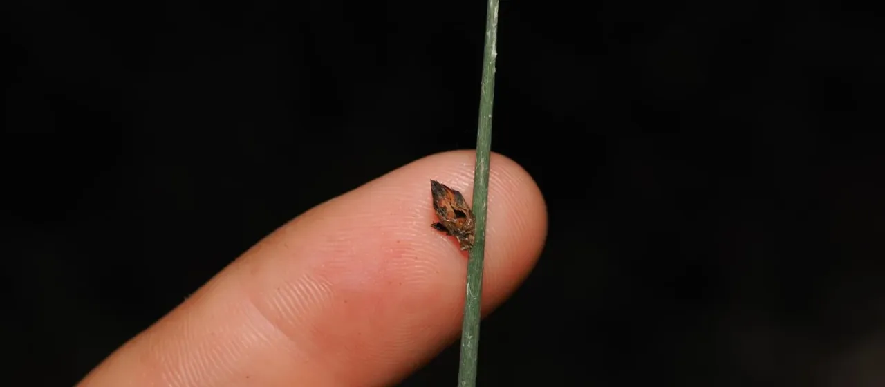 Lepironia