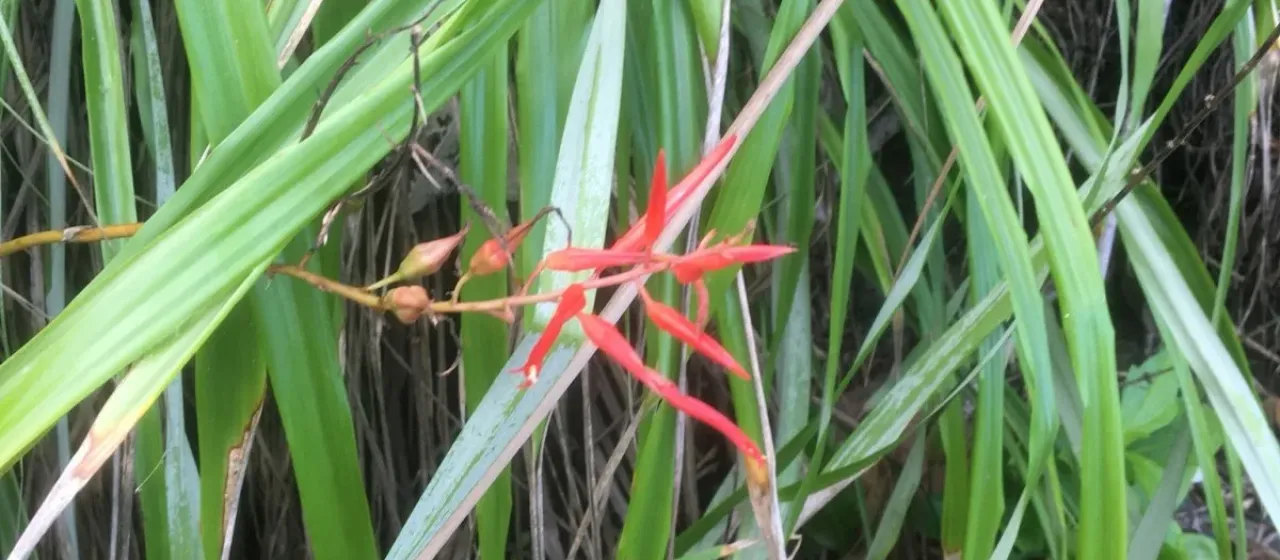 Pitcairnia integrifolia