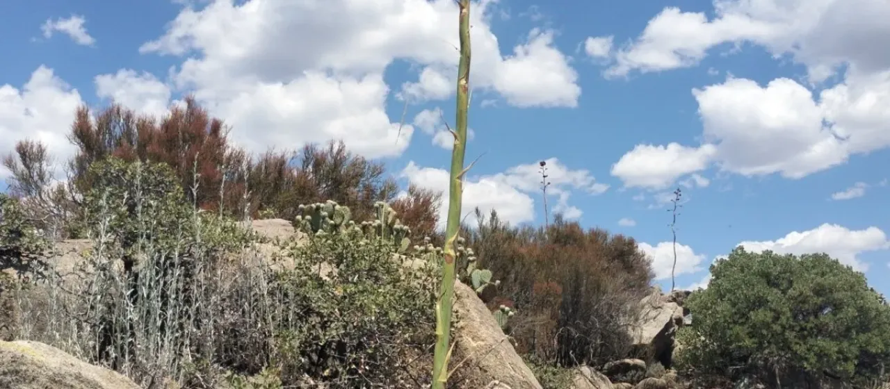 Агава Прингла