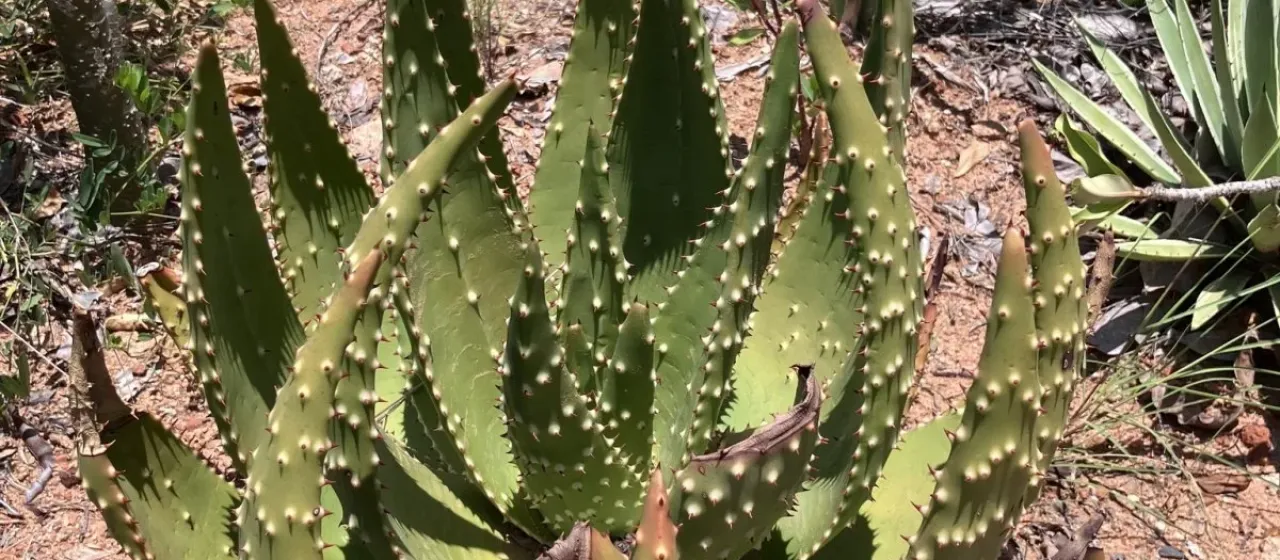 Aloe aculeata