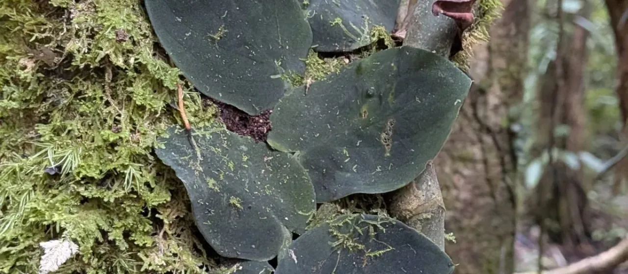 Rhaphidophora korthalsii