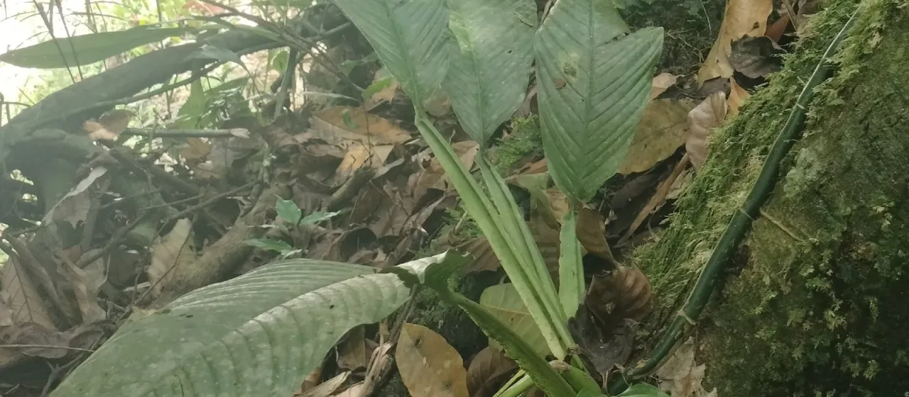 Rhaphidophora angustata