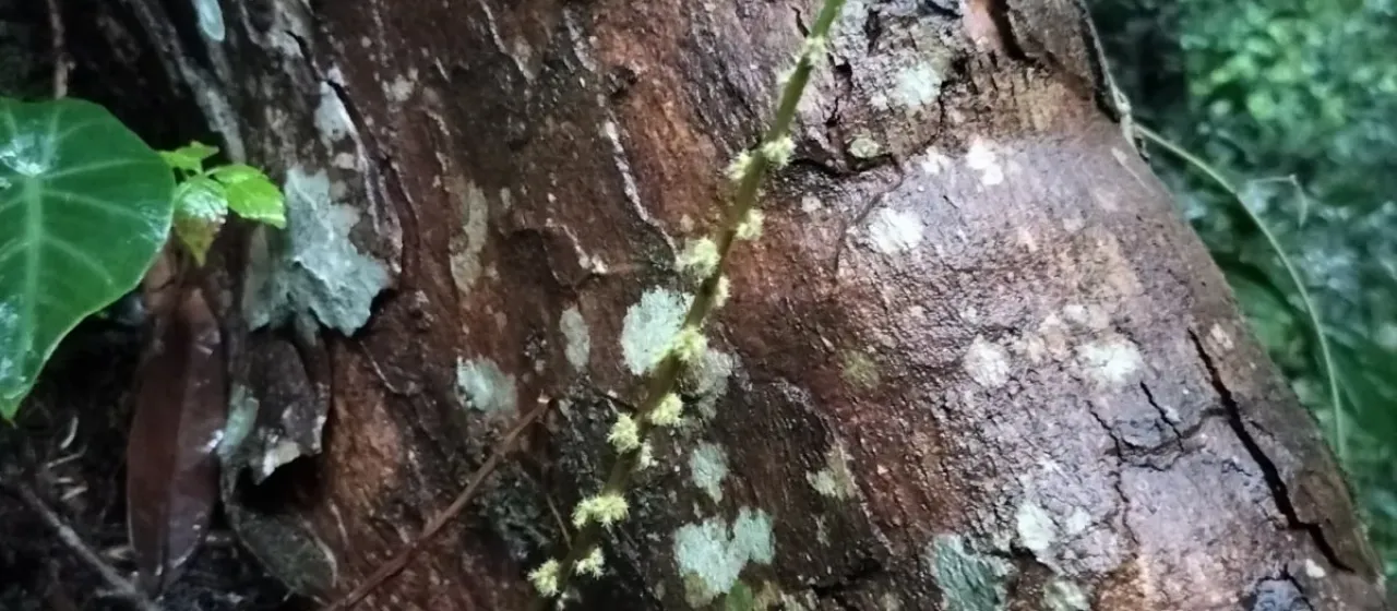 Remusatia vivipara