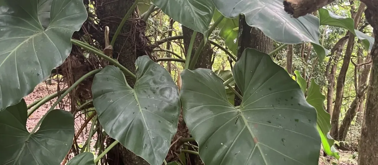 Giant Philodendron