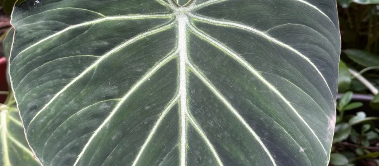 Philodendron gloriosum