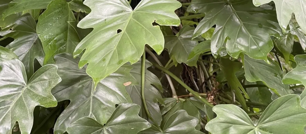 Philodendron lacerum