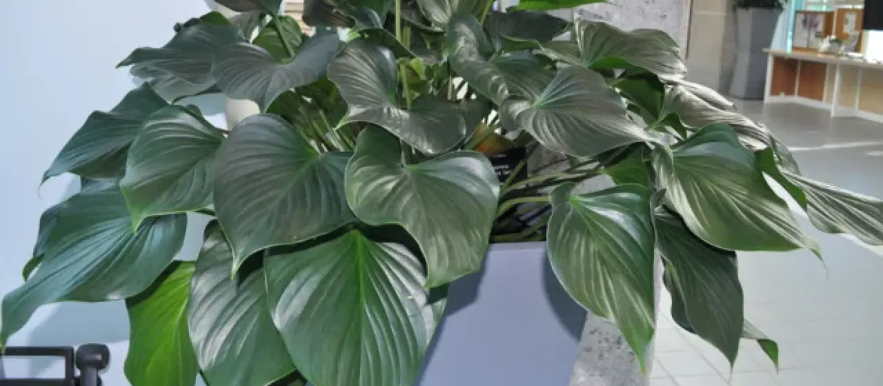 Homalomena singaporensis