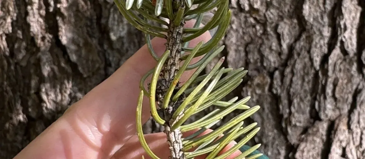Korean spruce