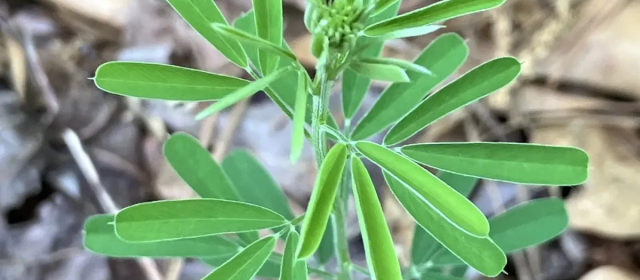 Chinese bush-clover