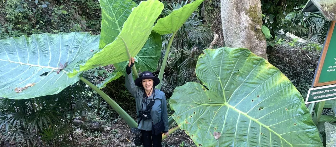 Leucocasia