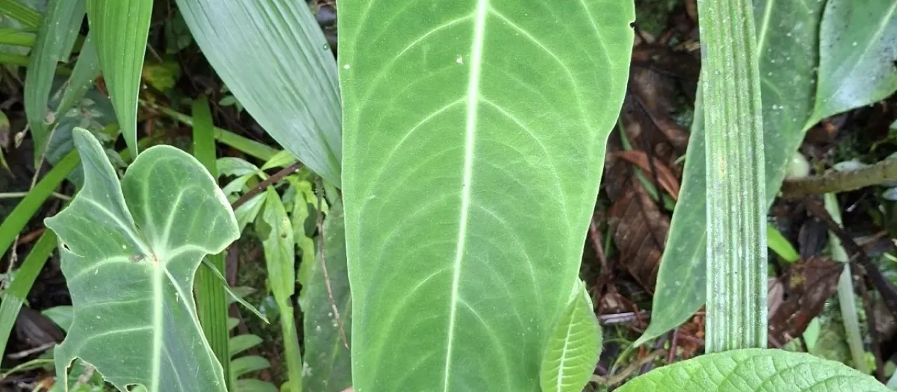 Anthurium warocqueanum
