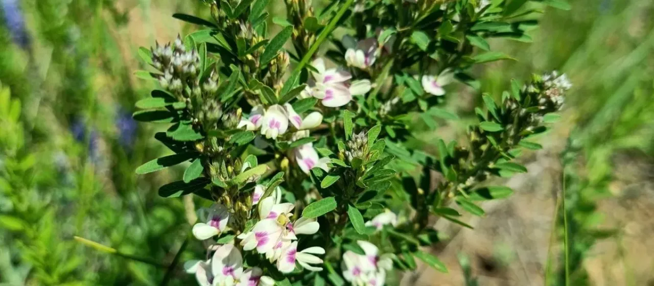 Shrub lespedeza