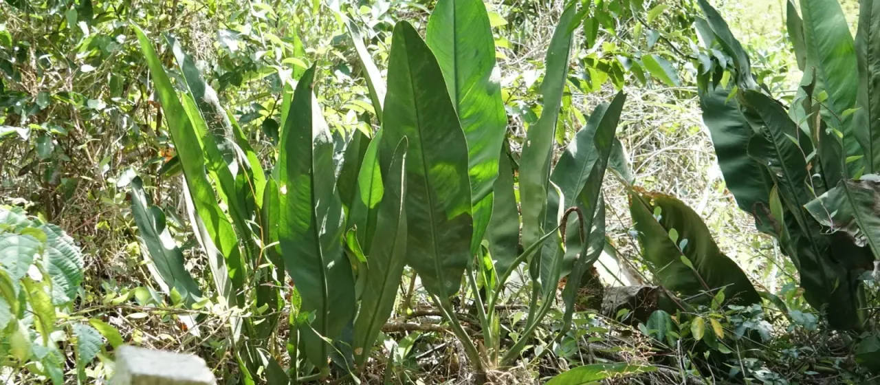 Anthurium coriaceum
