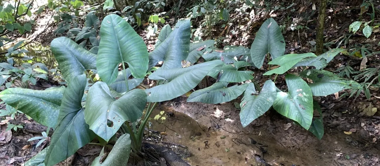 Alocasia scabriuscula