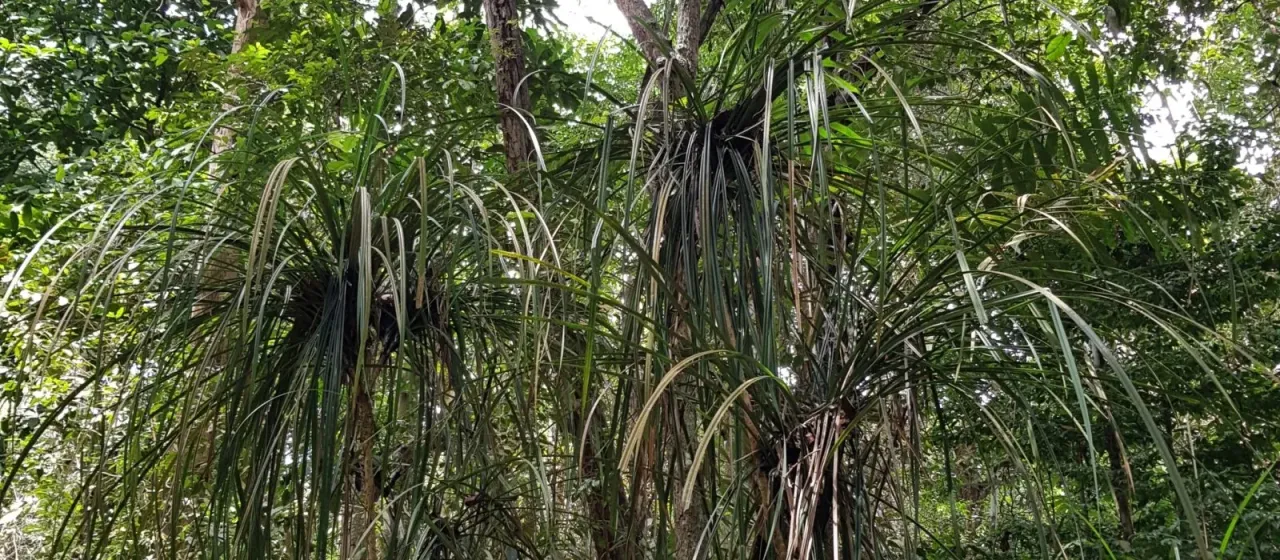 Pandanus ornatus
