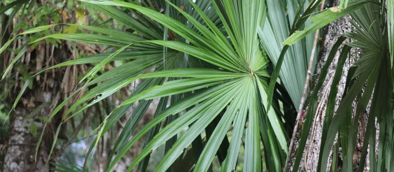 Sabal mauritiiformis