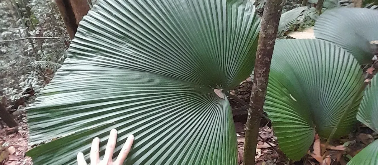 Licuala orbicularis